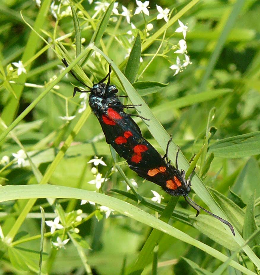 Zygaena sp